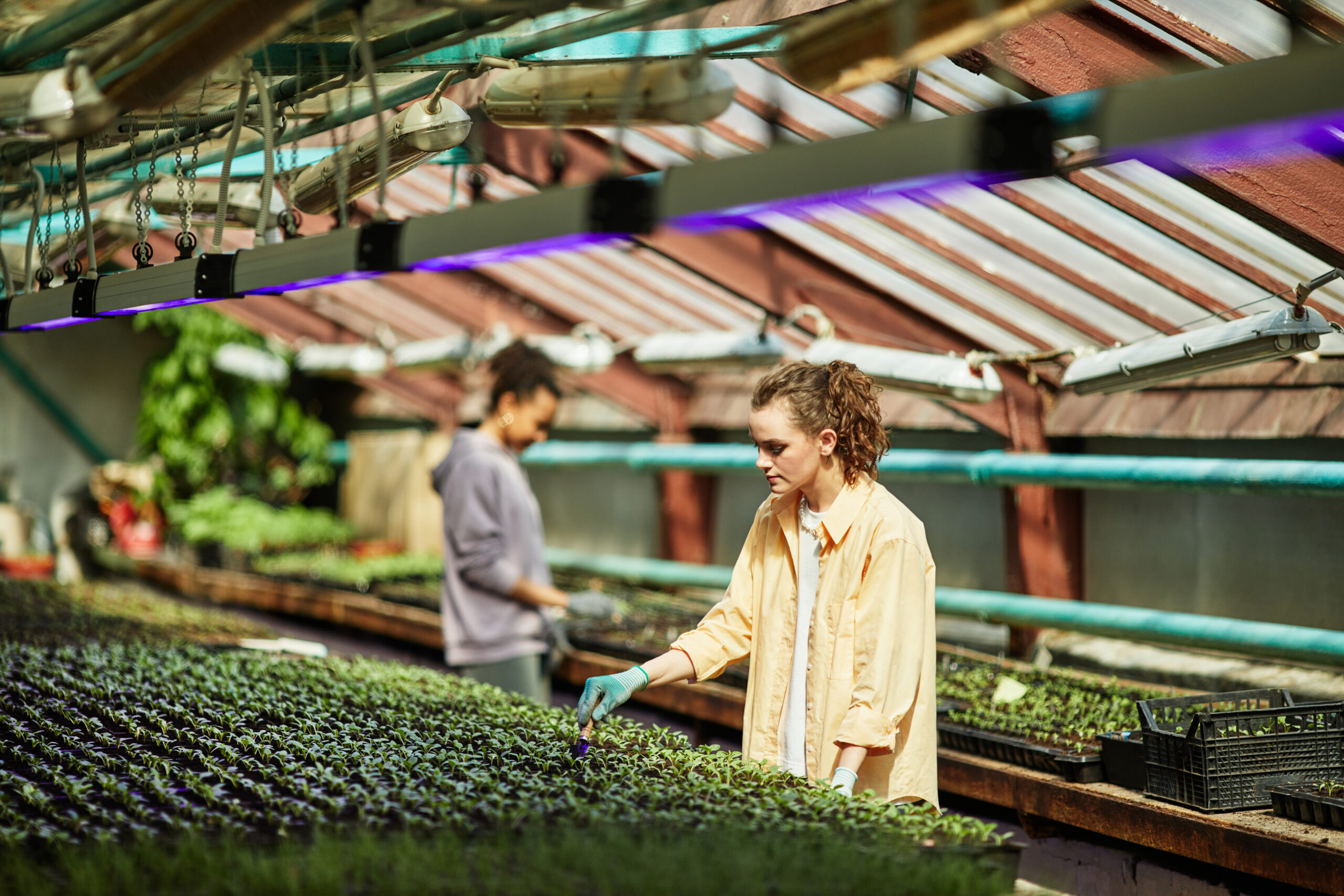 BAC PRO CONDUITE DE PRODUCTIONS HORTICOLES